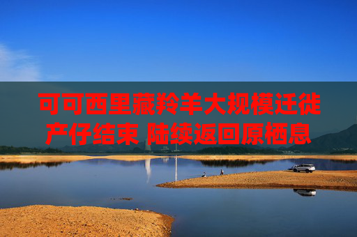 可可西里藏羚羊大规模迁徙产仔结束 陆续返回原栖息地